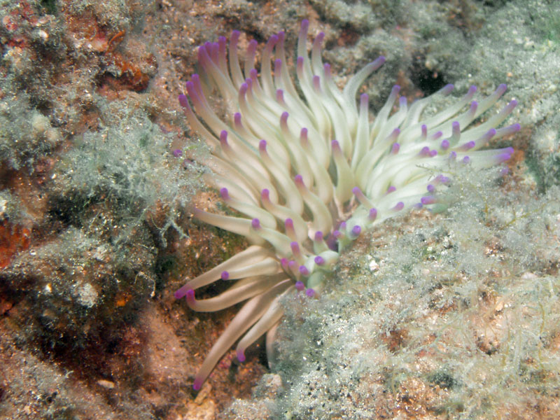 ukwiał złoty (condylactis aurantiaca)