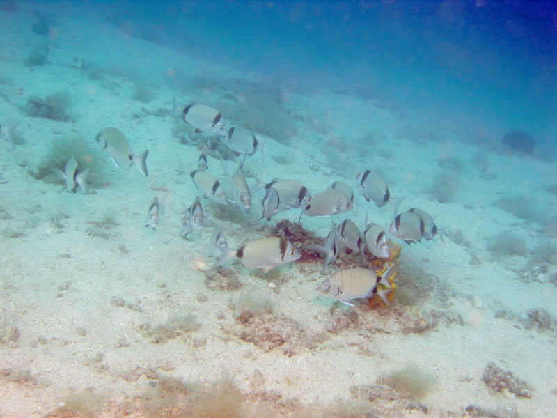 amarele i sargusy (diplodus vulgaris i diplodus sargus)