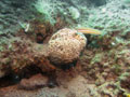 koral madreporowy (cladocora caespitosa)