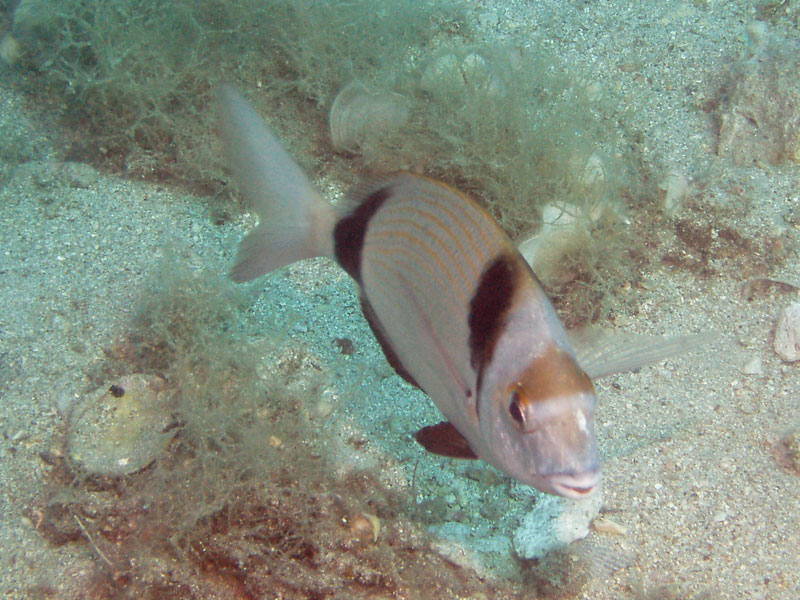 amarel (diplodus vulgaris)