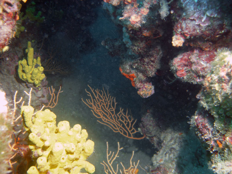 gąbki (aplysina aerophoba, haliclona mediterranea)