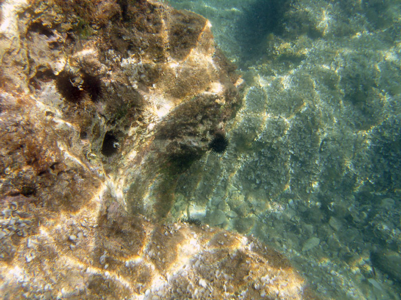 jeżowce (arbacia lixula)