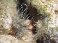 szorstnik (cerianthus membranacea)