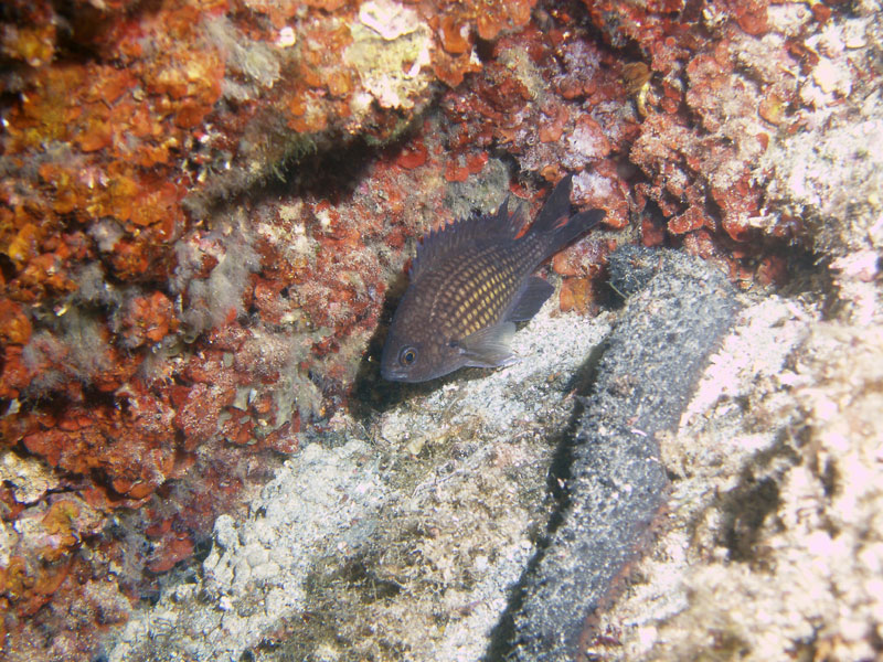 chromis (chromis chromis)