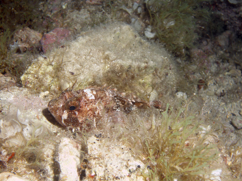 skorpena (scorpaena)