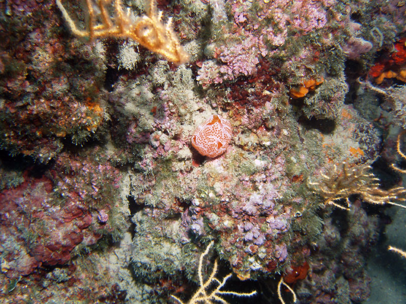 żachwa (aplidium elegans)