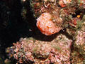 żachwa (aplidium elegans)