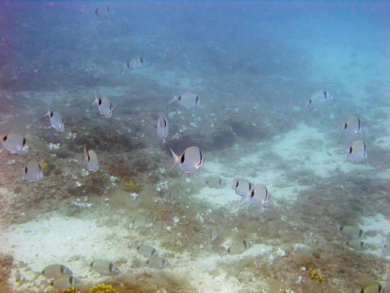 amarele (diplodus vulgaris)