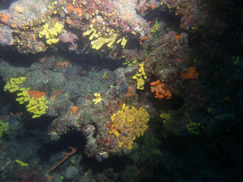 gąbki (aplysina aerophoba)