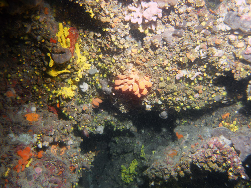 życie na ściance: gąbki, ukwiałki (parazoanthus axinellae)