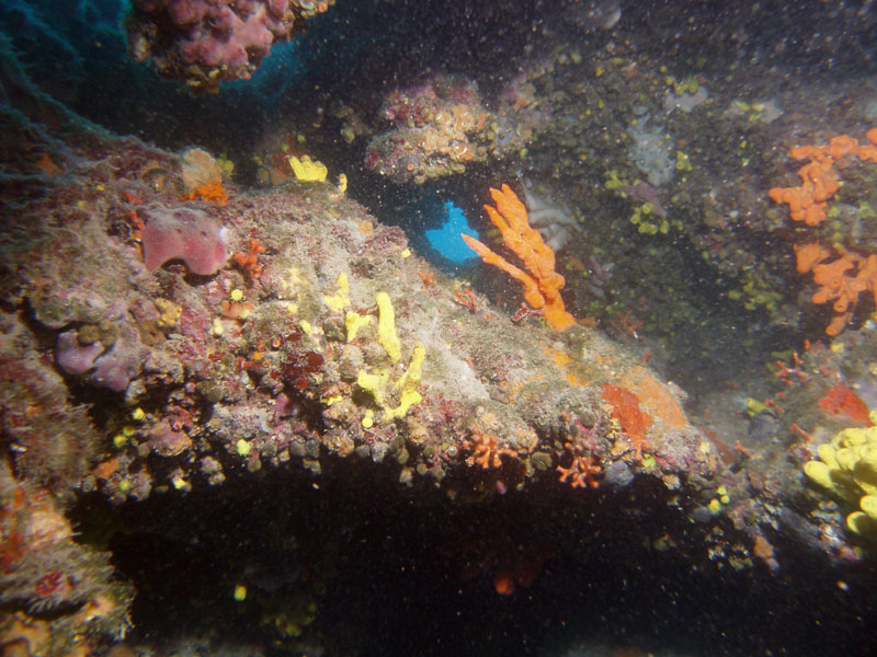 życie na ściance: gąbki (axinella cannabina?), mszywioły (myriapora truncata)