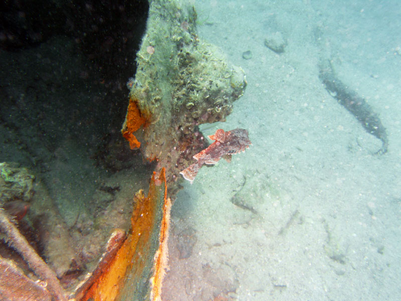 skorpena (scorpaena)