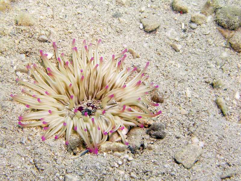 ukwiał złoty(condylactis aurantiaca)