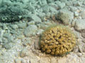 koral madroporowy (cladocora caespitosa)