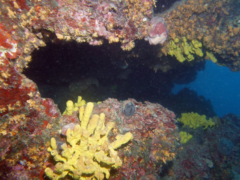 gąbki (aplysina aerophoba), ukwiałki (parazoanthus axinellae)