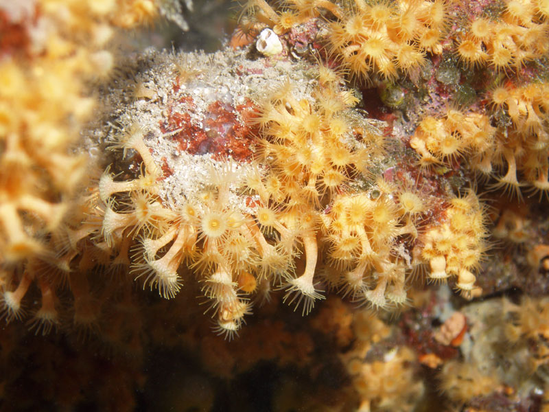 ukwiałek (parazoanthus axinellae)