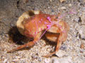 krab pustelnik (pagurus prideaux)