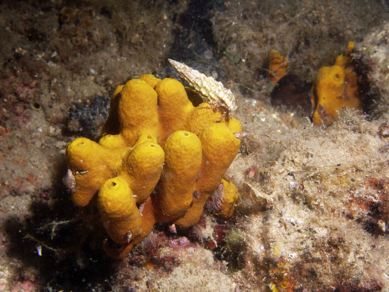 krab pustelnik (pagurus anachoretus)