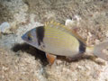amarel (diplodus vulgaris)