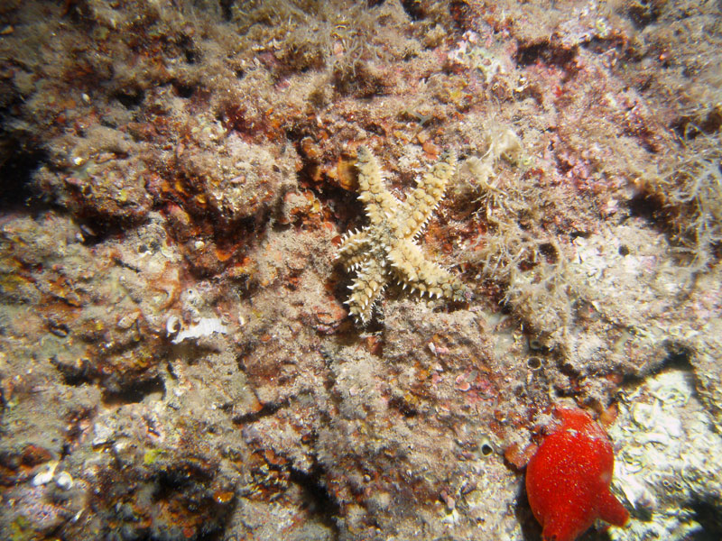 rozgwiazda (marthasterias glacialis)
