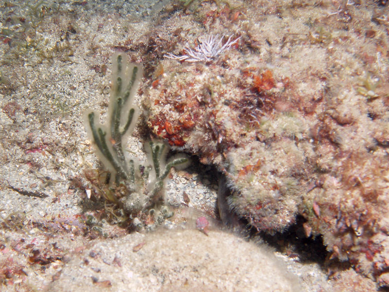 zielenica (codium vermilara)