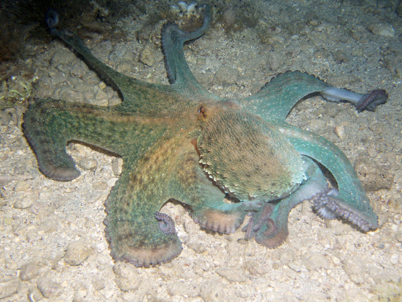 ośmiornica zwyczajna (octopus vulgaris)