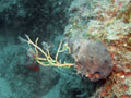 gorgonia (eunicella cavolinii)