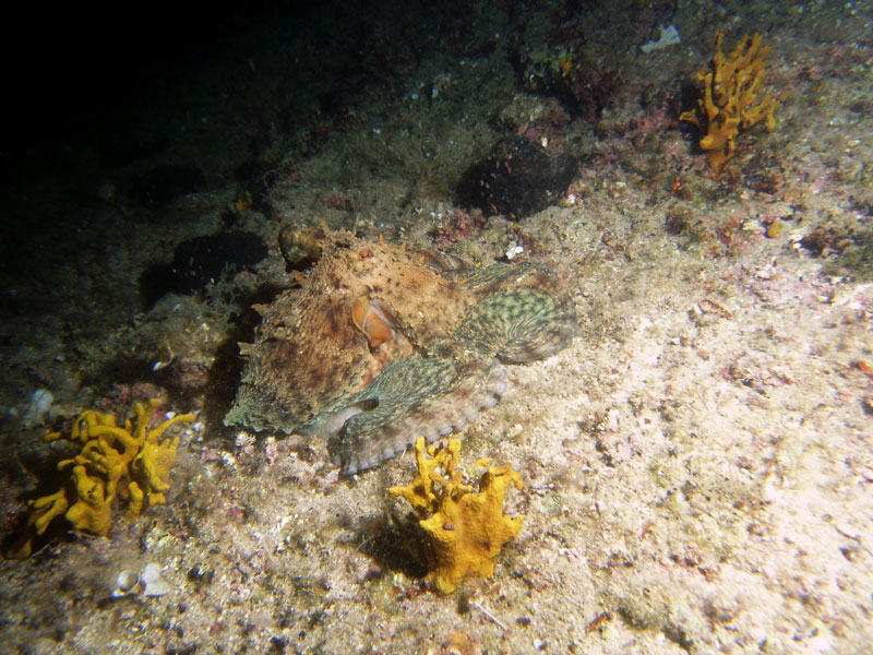 ośmiornica zwyczajna (octopus vulgaris)
