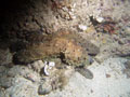 ośmiornica zwyczajna (octopus vulgaris)