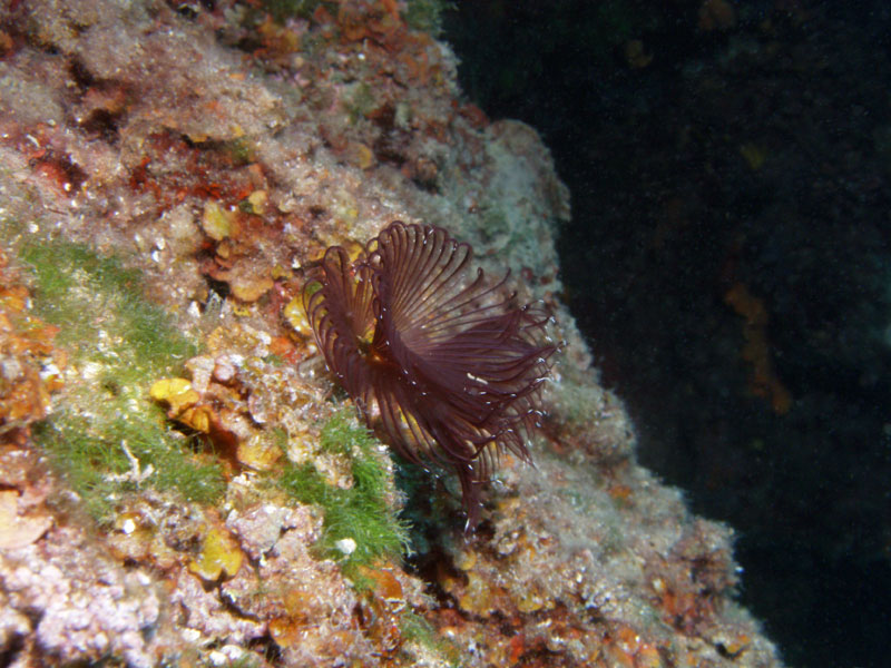 spirographis spallanzani (syn. sabella spallanzani)