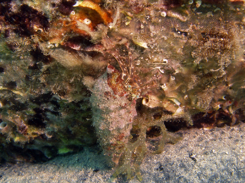 pagurus anachoretus - krab pustelnik