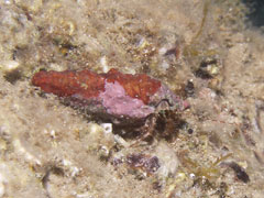 pagurus anachoretus - krab pustelnik