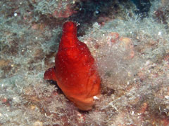 halocynthia papillosa - żachwa czerwona