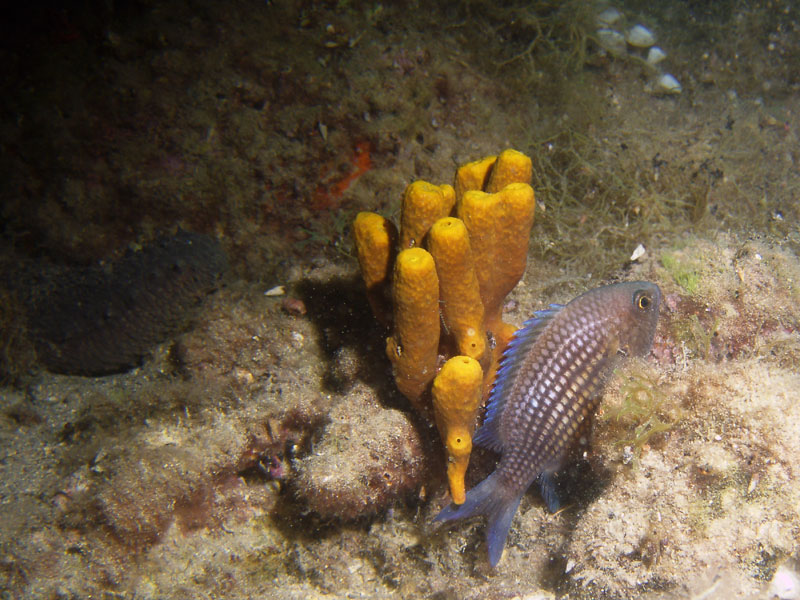 chromis chromis - chromis