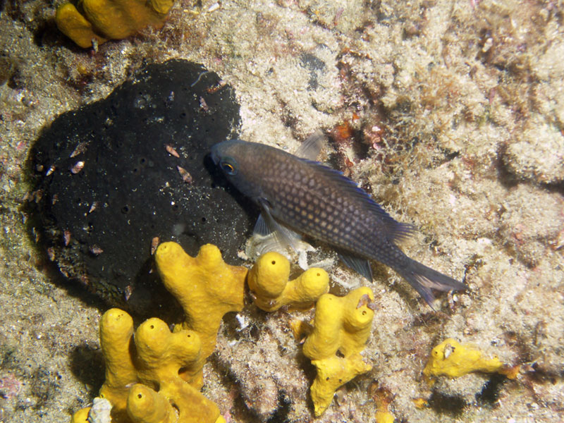 chromis chromis - chromis
