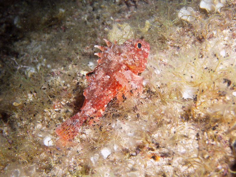 scorpaena - skorpena