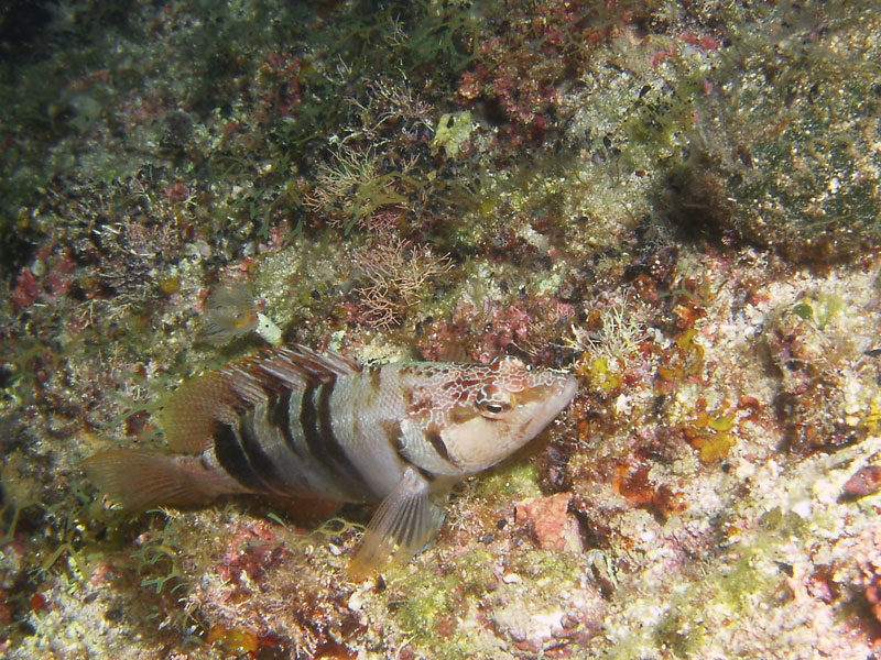 serranus - strzępiel