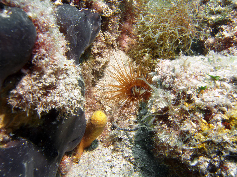 cerianthus membranacea lub membranaceus