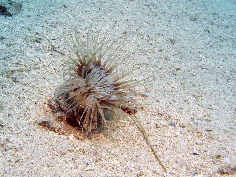 cerianthus membranacea lub membranaceus