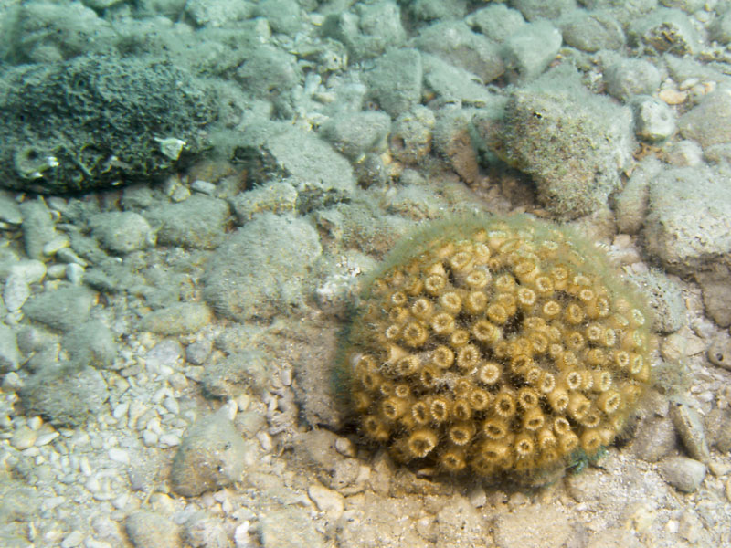 cladocora caespitosa - koral madroporowy