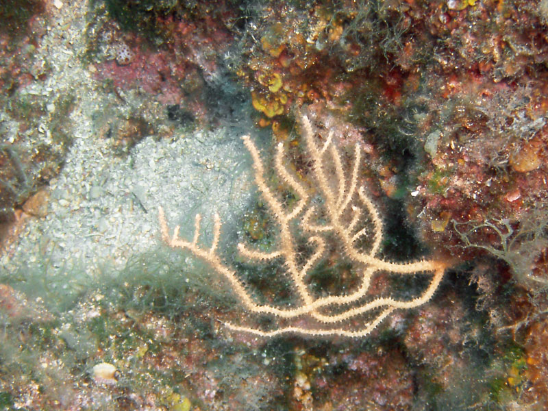 eunicella cavolinii
