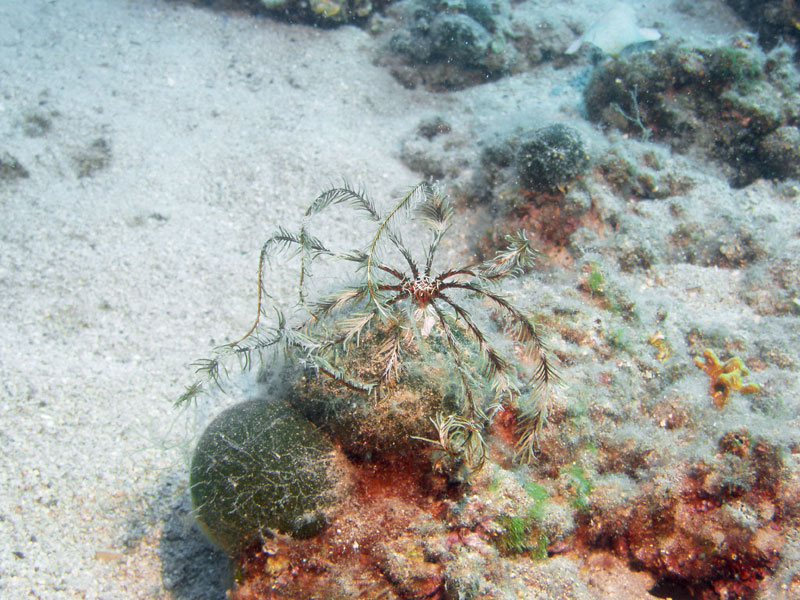 antedon mediterranea