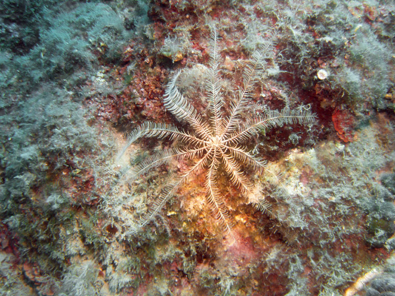 antedon mediterranea