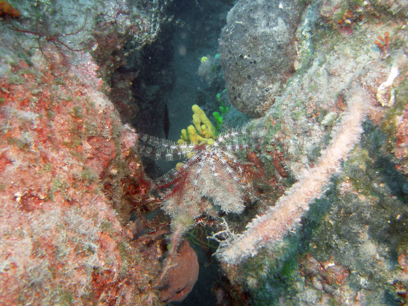 antedon mediterranea