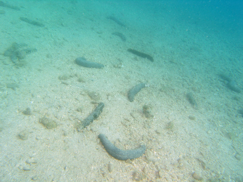 holothuria forskali - morski ogórek