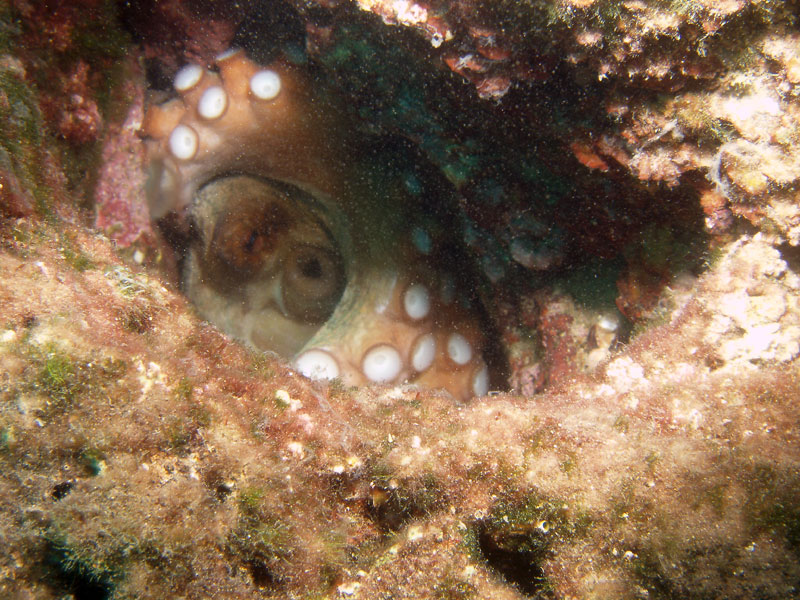 octopus vulgaris - ośmiornica zwyczajna