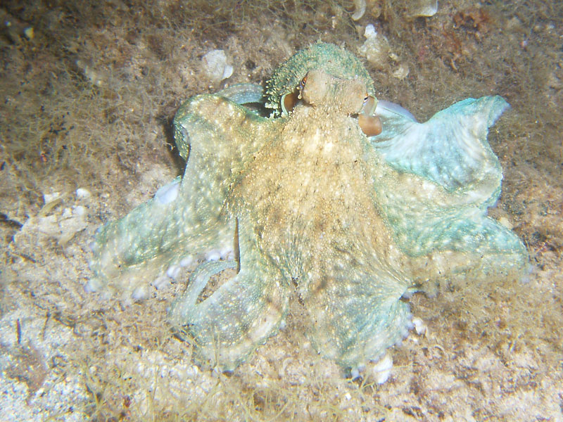 octopus vulgaris - ośmiornica zwyczajna