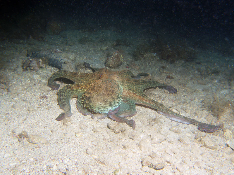 octopus vulgaris - ośmiornica zwyczajna