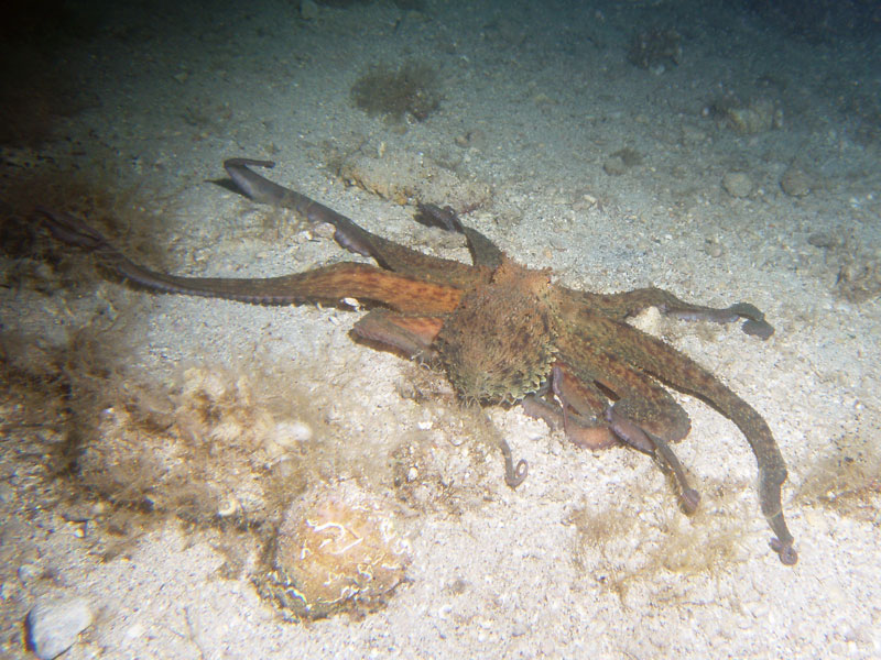octopus vulgaris - ośmiornica zwyczajna