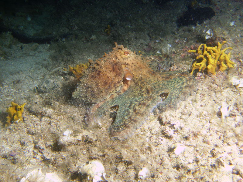 octopus vulgaris - ośmiornica zwyczajna